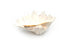 giant clam shell